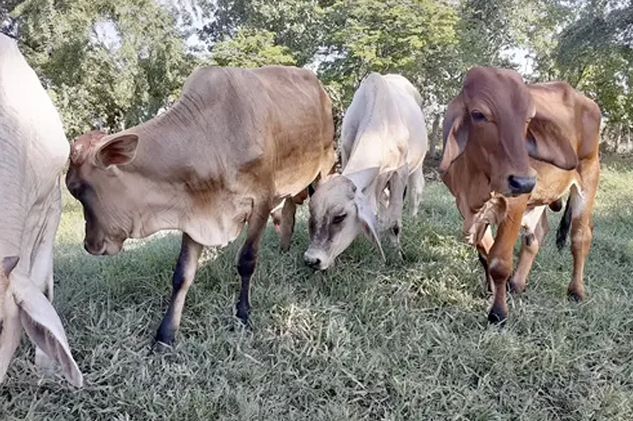 Debate en el Concejo de Valledupar pone en el centro el robo de ganado y la seguridad rural