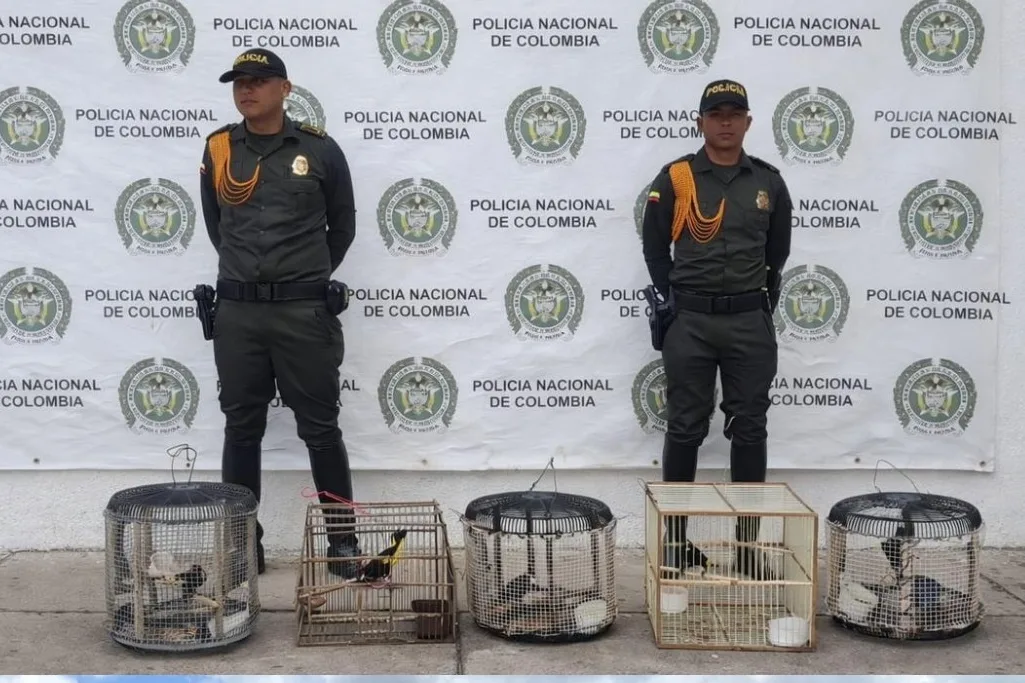 Rescatan 17 animales silvestres en La Guajira durante operativos contra el tráfico ilegal