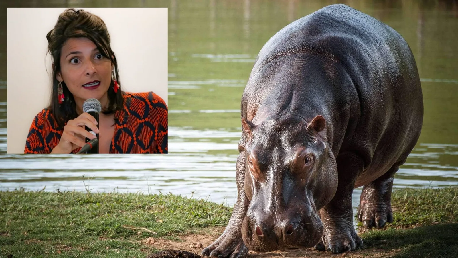 Juez da luz verde a eutanasia de hipopótamos en Colombia y rechaza frenar el polémico plan del Gobierno