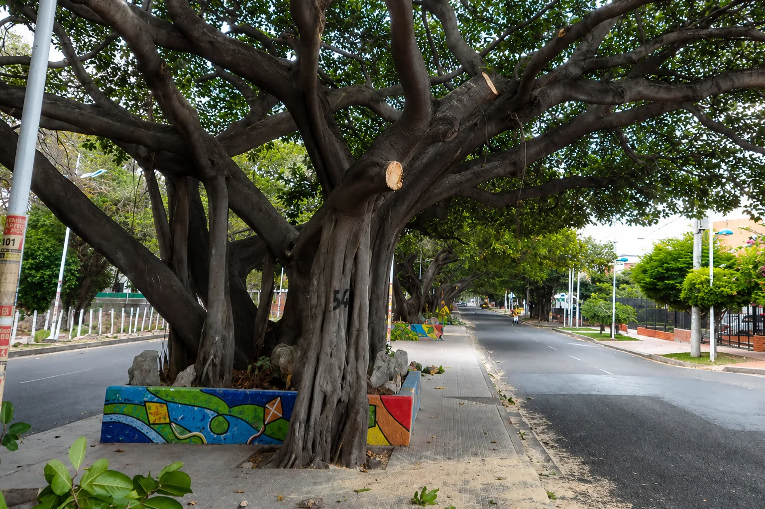 Gestión del Riesgo anunció intervención a árboles en alto riesgo en Valledupar tras más de una década de descuido