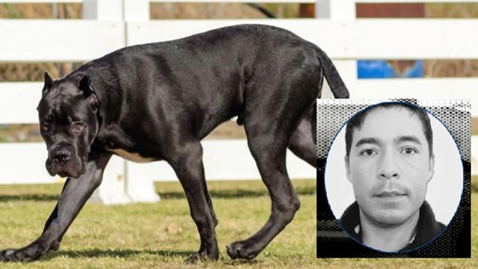En Risaralda hombre murió tras brutal ataque de tres perros Mastín Italiano
