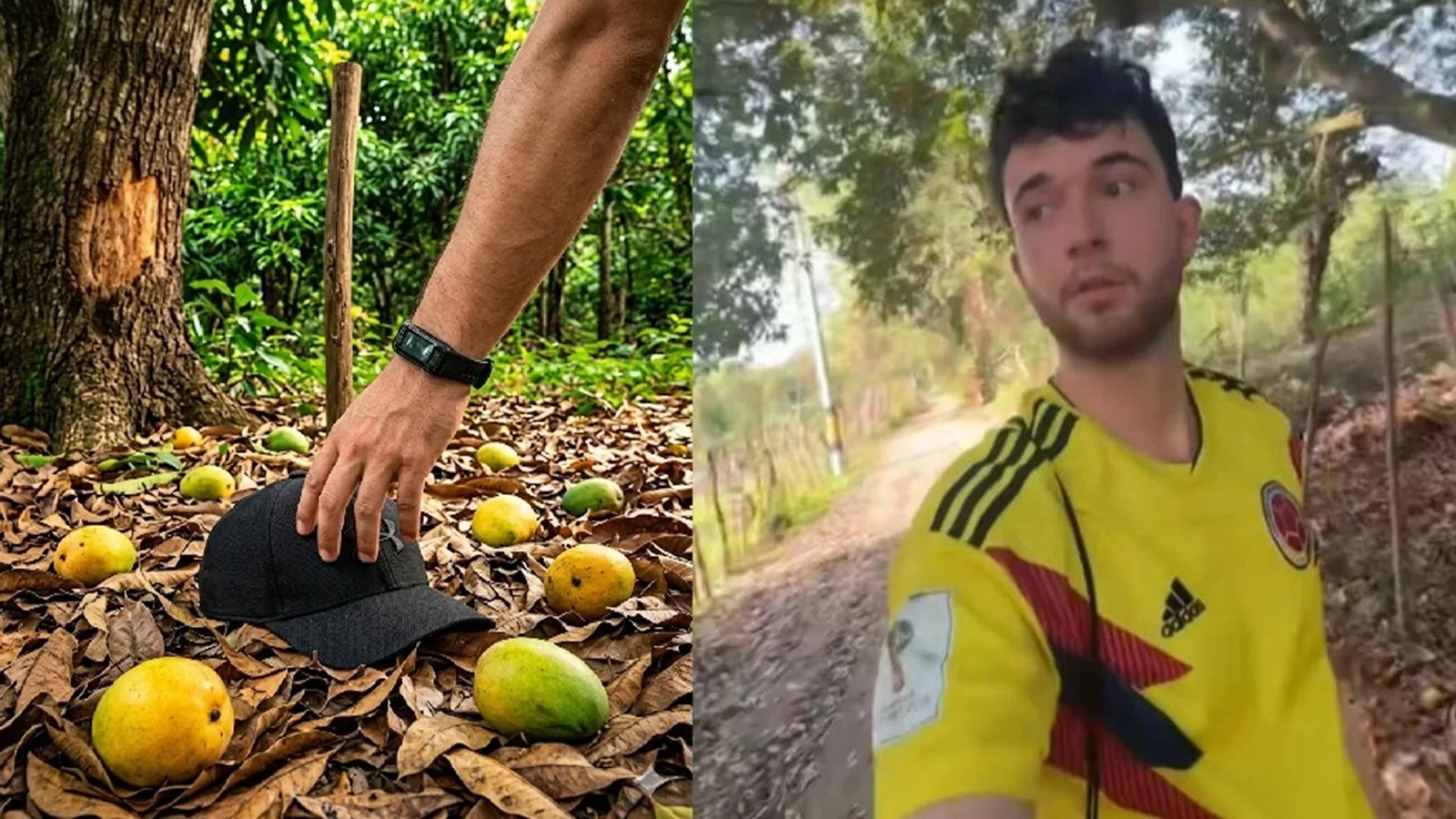 “Esto es una locura”: influencer francés queda sorprendido al ver toneladas de mangos desperdiciados en la Costa Caribe colombiana