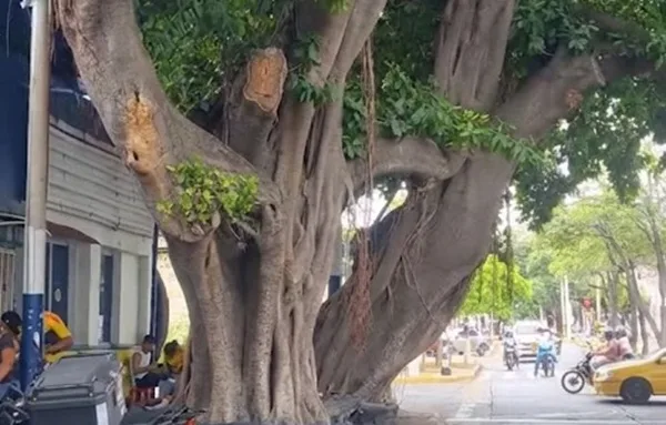 Arboles de la calle 17 con 12 llevan varios años siendo una verdadera amenaza