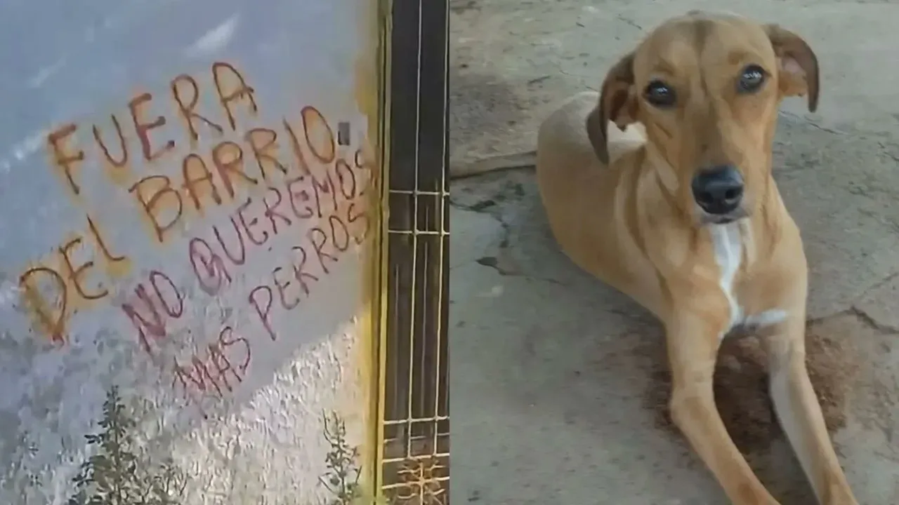 Fundación que rescata animales denuncia amenazas para abandonar su refugio en Valledupar