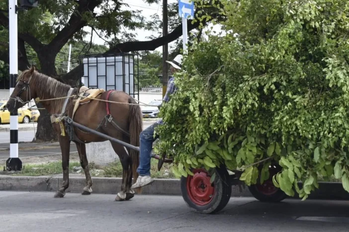 Gestionan recursos para reemplazar los vehículos de tracción animal por motocarros eléctricos en Valledupar