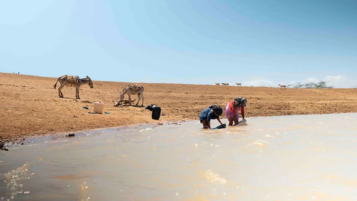 “El Niño” golpea a la Alta Guajira: reportan animales muertos y jagüeyes secos por la intensa sequía