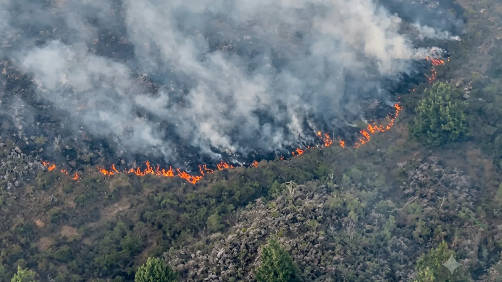 Incendio forestal mantiene en alerta a la Serranía del Perijá: Ejército y bomberos trabajan para controlar las llamas