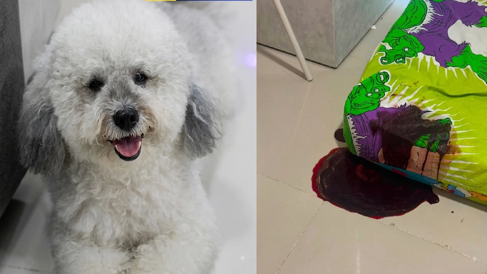 Denuncian en Valledupar la muerte de un perro tras recibir impactos de una “pistola de copitos”