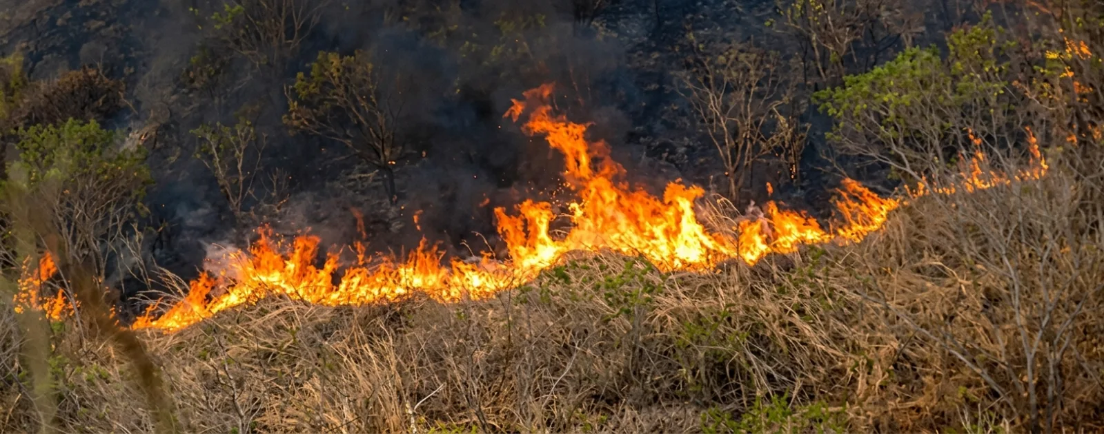 Fenómeno de El Niño agravaría incendios y sequía en el Cesar: experto advierte que lo peor llegaría entre noviembre y diciembre