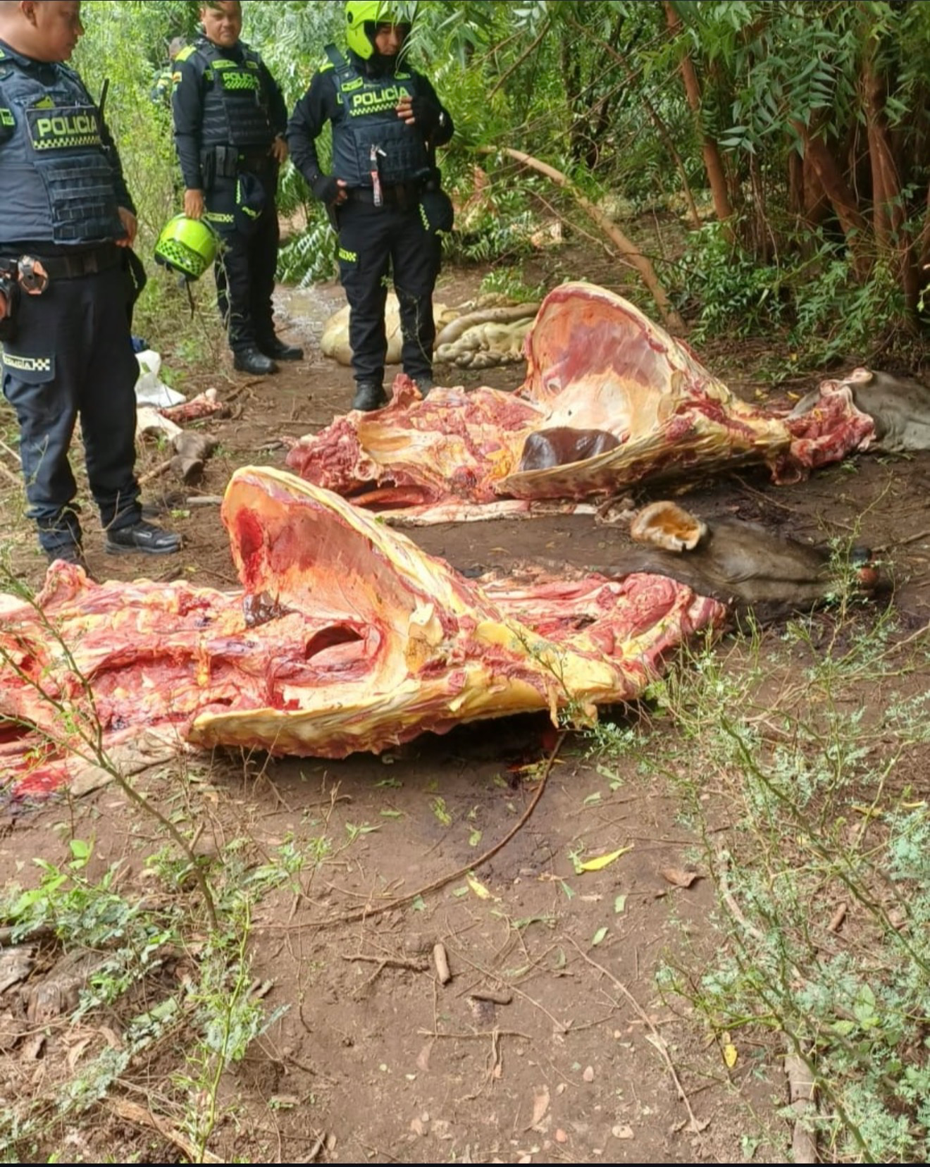 Abigeato afecta a ganaderos en zona rural de Valledupar