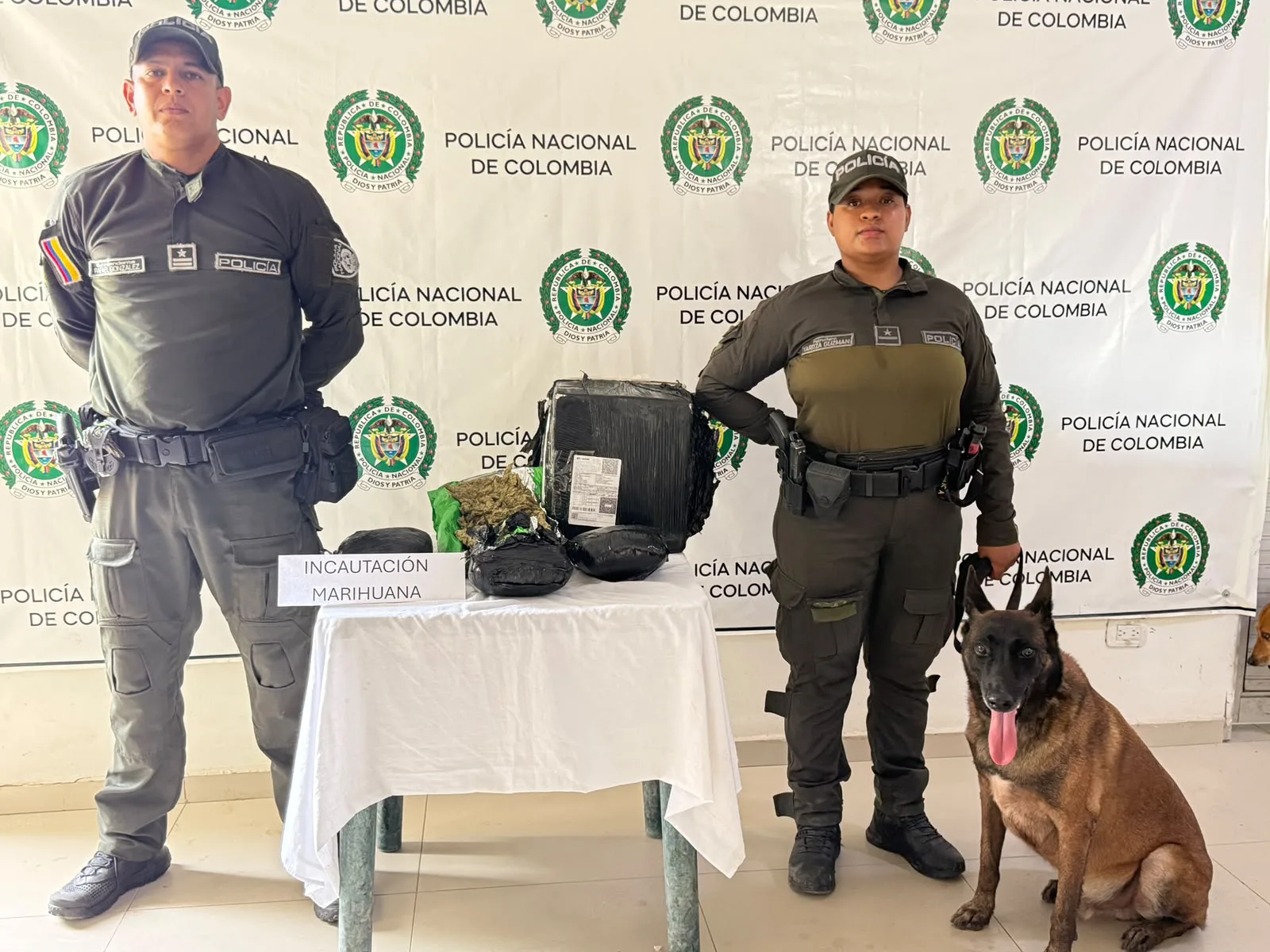 Canino antinarcóticos detectó más de dos kilos de marihuana en una encomienda en Bosconia